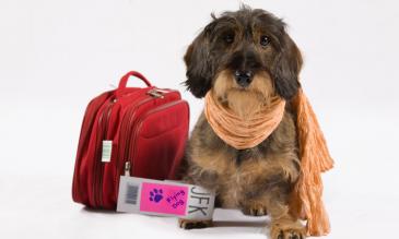 pet on the airplane