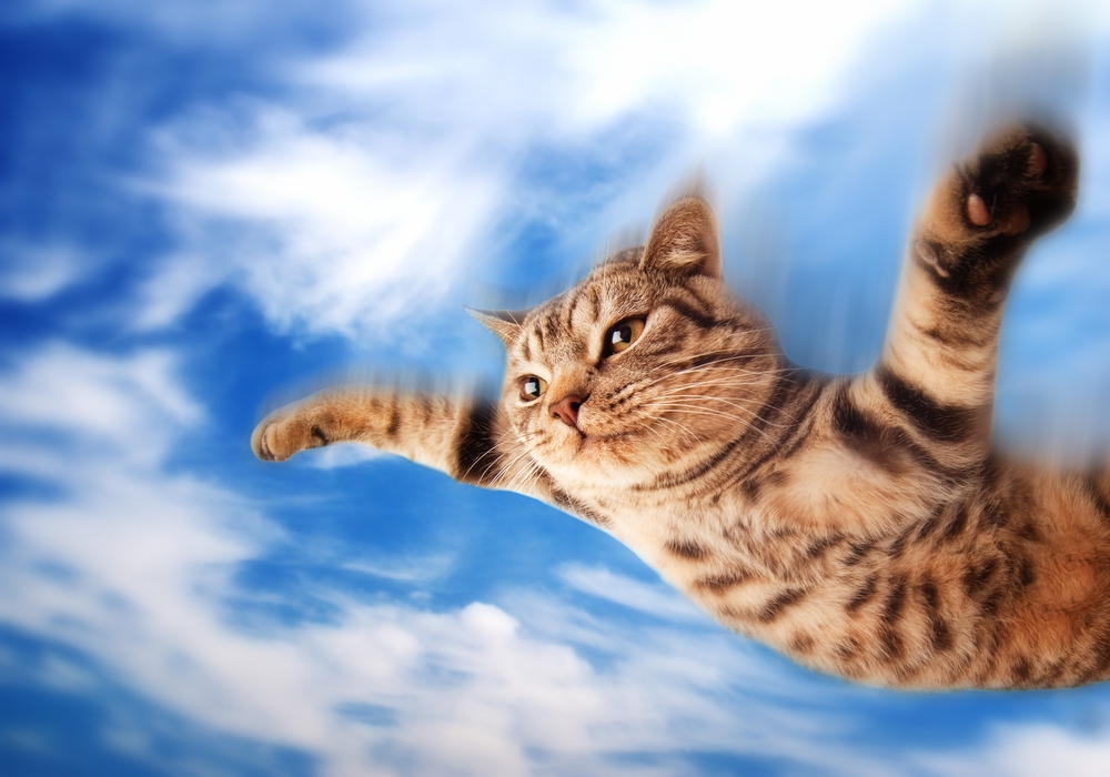 flying with a cat