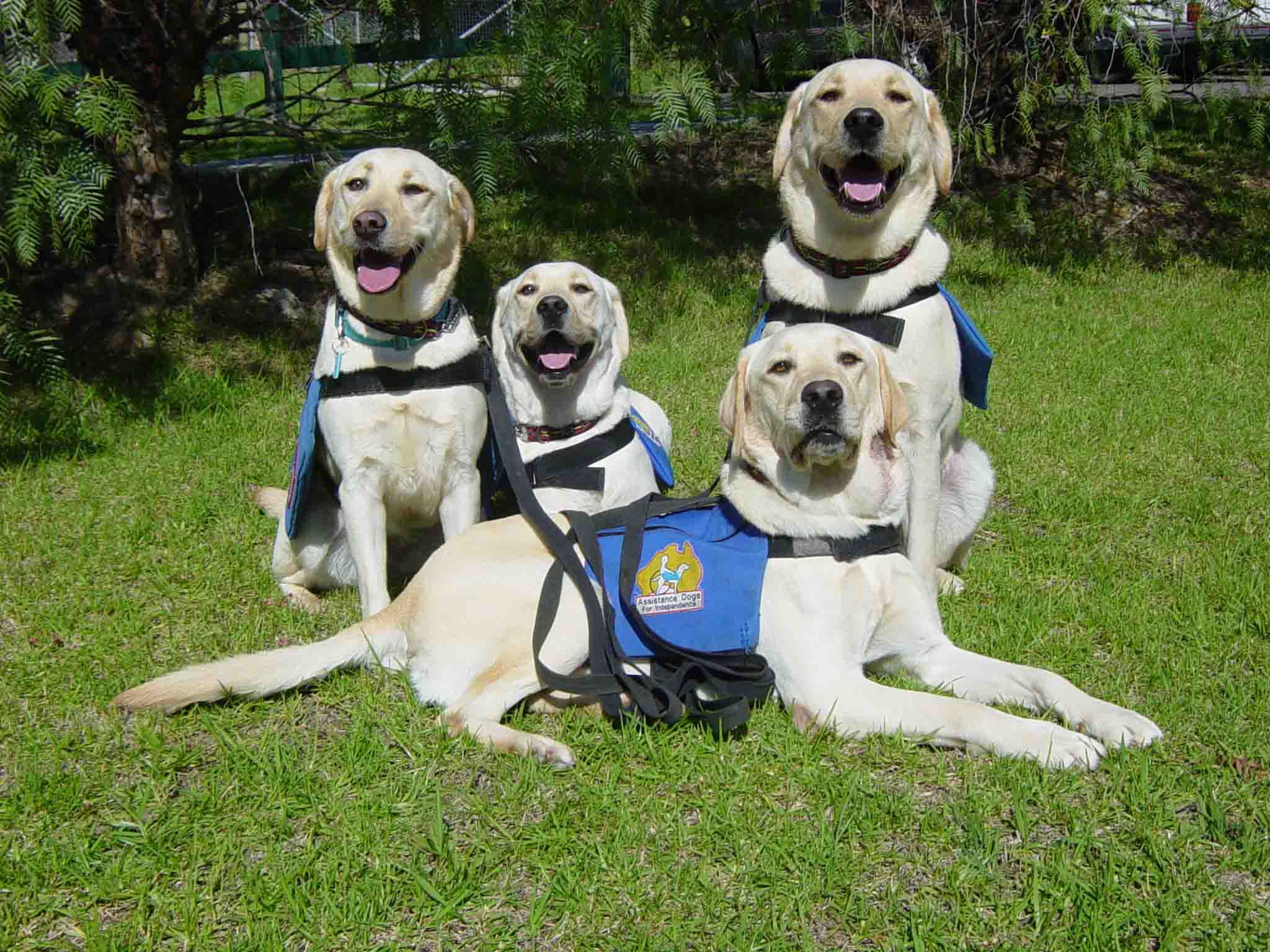 travelling with assistance dogs in usa
